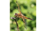 Dragonflies & Damselflies