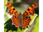 Butterflies & Moths