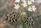 Net Winged Insects