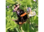 Bees, wasps & ants